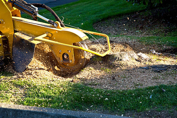 Franklin Farm, VA Tree Service Company